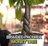 Pachira Aquatica Bunnings