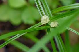 Image result for Kyllinga squamulata