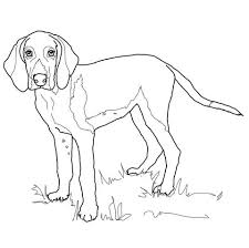 American Foxhound Coloring Page The Fox And The Hound American Foxhound Dog Coloring Page