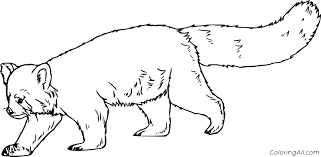 For boys and girls, kids and adults, teenagers and toddlers, preschoolers and older kids at school. Realistic Red Panda Coloring Page Coloringall