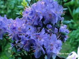 Bob S Blue 04 84 Jpg 640 480 Rhododendron Flower Lover Trees To Plant