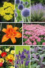 Watering your plant is a no brainer, but how often water plants and when water plants can be more tricky to tell. 16 Plants That Don T Need Much Water Water Garden Plants Dry Plants Plants