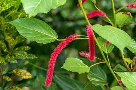 Image result for Acalypha hispida