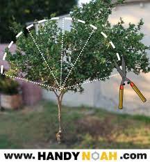 Prune Your Tree To An Even Round Shape Using This Guide How To Trim Bushes Shrubs Topiary Garden