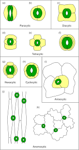 Image result for Stomatanthes sp.no.1