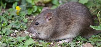 Maybe you would like to learn more about one of these? How To Keep Rats Out Of Your Compost