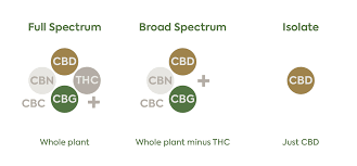 Full Spectrum Cbd Vs Cbd Isolate Plant People