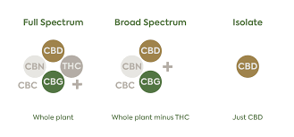 full spectrum cbd vs cbd isolate plant people