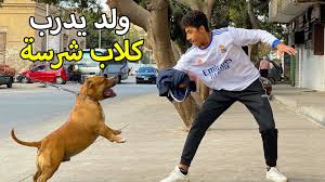 ولد يدرب كلب بيتبول علي الشراسة لكي يهاجم الكلاب الاخري - YouTube