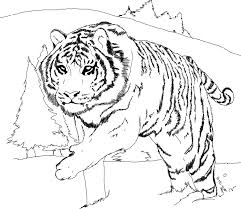 Supercoloring.com is a super fun for all ages: Free Printable Tiger Coloring Pages For Kids