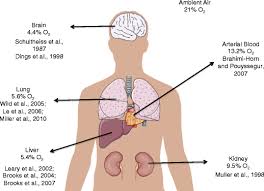6 organs in torso diagram. Oxygen Distribution In Various Organs The Partial Pressure Po2 Of Download Scientific Diagram