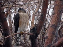 Maybe you would like to learn more about one of these? Sharp Shinned And Cooper S Hawks The Uninvited Guests Buffalo Bill Center Of The West