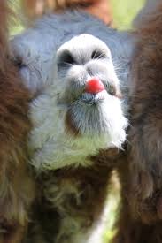 Check out all my other subreddits below!! Pin On Alpacas