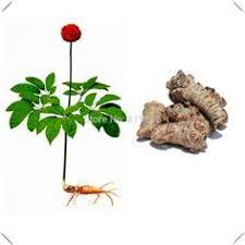 Aliexpresscom Buy Limited Chinese Rare Panax Pseudo Ginseng Seeds 50pcs Yunnan Tianqi Noto Bonsai Garden Herb Tea Sementes S Plant Sale Plants Bonsai Garden