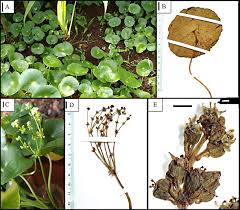 Image result for Hydrocotyle bonariensis