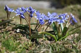 Image result for Scilla benguellensis