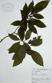 Image result for Cornus volkensii