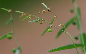 Image result for Phyllanthus pentandrus