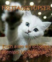 Lustige cartoon bilder von tieren. Guten Morgen Freitag Spruche Selzey