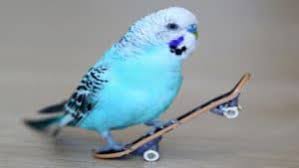 muhabbet kuslari hakkinda bilmeniz gereken 5 gercek muhabbet kuslari hayvanlar hayvan viralleri