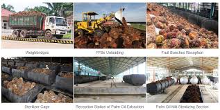 During machinery inspection the mill can still process. Palm Bunch Reception Machinery Find Palm Oil Processing Equipment Manufacturers And Suppliers Htoilmachine Com