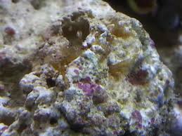 Lizzyann'S Im 20 Peninsula - Page 7 - Nano Reef Journals - Nano-Reef  Community