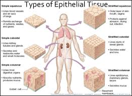 Its primary function is to provide a smooth and protective surface. What Is The Difference Between Epithelium Mesothelium And Endothelium Quora