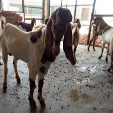 बकरी पालन बिहार । bakri palan bihar. Sojat Goat Rajasthani Sojat à¤¸ à¤°à¤œà¤¤ à¤¬à¤•à¤° à¤¸ à¤œà¤¤ à¤¬à¤•à¤° à¤¸ à¤œà¤¤ à¤— à¤Ÿ Sushila Goat Farm Moradabad Id 19412414533