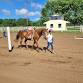 Western Riding Camp - Horse N Around (Week 1)