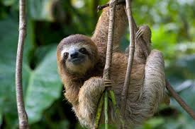 9 Weird Animal Facts You Didn T Know About Cute Sloth Sloth Photos Sloth