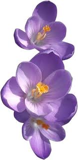 Purple African Violet Flower Meaning Loyalty Devotion Faithfulness Tattoo Idea To Go With My Leopard Print Violet Flower Tattoos
