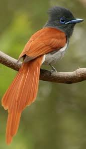 Pin On Birds