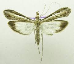 Image result for Euclasta