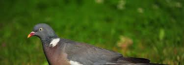 Selon la mairie de paris, la capitale française pourrait abriter 80.000 à 100.000 pigeons qui produiraient plus de 120 tonnes de fientes chaque les nuisances causées par les pigeons à paris. Le Maire A Le Pouvoir De Chasser Les Pigeons