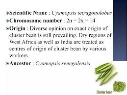 Image result for Cyamopsis senegalensis