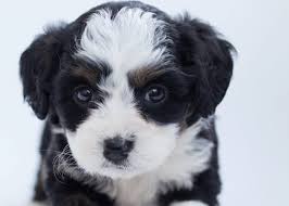 We breed high quality, great temperament, healthy bernedoodle and goldendoodle puppies. Mini Bernedoodle Miniature Bernedoodle Breed Profil Information