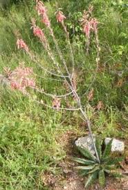 Image result for Aloe zebrina