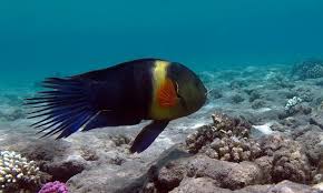 Image result for Red Marina 1992 UMM