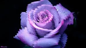 Hd wallpaper dewy rose for luiza water love flower nature. Hd Wallpaper Purple Love Abstract Modern Color Flower Rose 3d And Abstract Wallpaper Flare