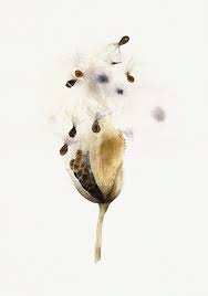 Botanical Art Milkweed Prairie Milkweed Pod Botanical Etsy Milkweed Pods Botanical Art Botanical Watercolor