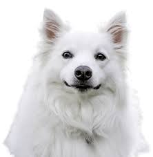 Snowbright samoyeds, showing & breeding top quality samoyeds for over 30 years in ohio & michigan. Samoyed Puppies For Sale Adoptapet Com