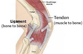 Ligaments and tendons are soft connective tissues which serve essential roles for biomechanical function of the musculoskeletal system by the healing of ligament and tendon injuries varies from tissue to tissue. Tendon Vs Ligament Ligaments And Tendons Yoga Anatomy Sports Therapy