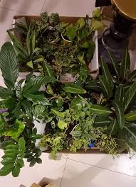 Image result for Eriocaulon abyssinicum