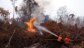 Dpr Sebut Ada Mafia Di Balik Kebakaran Hutan Hutan Pemerintah Kerokan