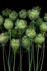 Friday Florals Queen Anne S Lace Sally White Designs Beautiful Flowers Plants Flowers