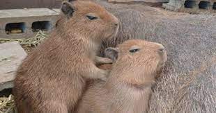 Capybaras On Twitter In 2021 Capybara Fluffy Animals Cute Animals