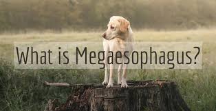 Megaesophagus, also known as esophageal dilatation, is a disorder of the esophagus in humans and other mammals, whereby the esophagus becomes abnormally enlarged. What Is Megaesophagus Good Pet Parent