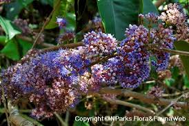 Image result for Memecylon myrianthum