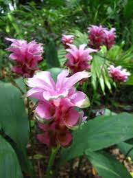 Learn How To Plant Your Own Curcuma Bulbs For Beautiful Tropical Flowers Bulb Flowers Florida Flowers Amaryllis Plant