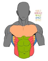 The muscles that make up the quadriceps are the strongest and leanest of all muscles in the body. Front Torso Muscles Drawing Reference Figure Drawing Reference Human Anatomy Drawing